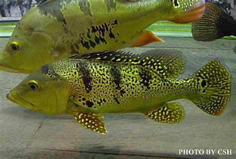 皇冠三間飼養|金魚&水族快訊Goldfish & Aquarium Messages: 皇冠三間(Cichla。